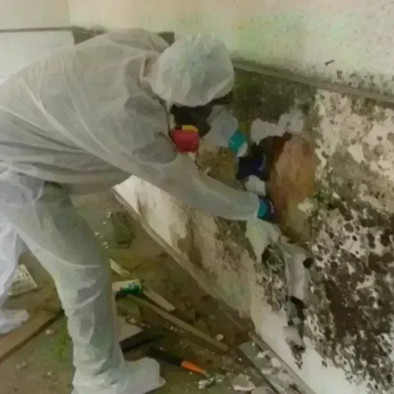 Mold Remediation and Removal in Towanda, KS